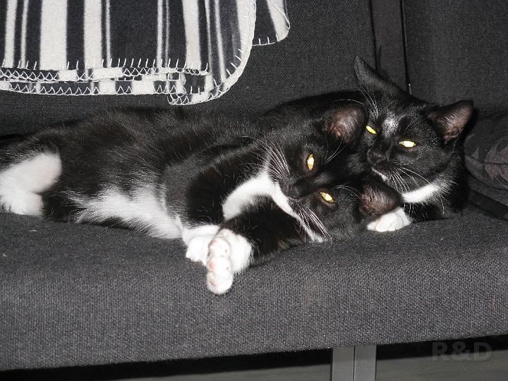 Spike & Zoey 25 oktober 2008 (1).JPG